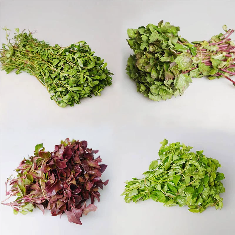 Красная Волна Пара Листьев Антарктики Рубашка Маленькие Круглые Листья Воды Роланд Небольшая Пагода Зеленые Деньги Яблоко Трава Оптом Трава Вода Трава Оптом