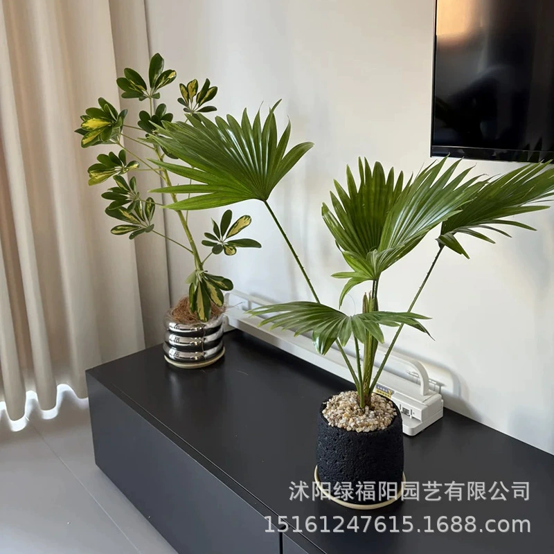 Большое комнатное растение арека в горшке, гидропонная система, модный тренд, легкий уход, зеленая арека для офиса.