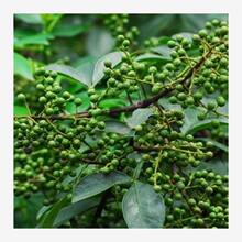 �����ѷN�ӳ�����ɽ�n�Ӵ�ľ����ľ���������㾫ɜ����ɽ�u���N��