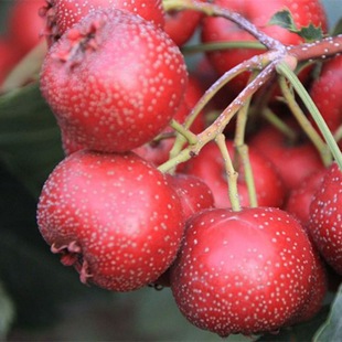 ���rɽ髹��´�ɽ髬Fժ�F�lɽ��t��ɽ髸��Ǻ��J��Ҏ��羳���