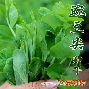 �㶹��N���㶹������ļ��̨����ѿ����ﶬ���߲˷N�Ӵ��~�o�