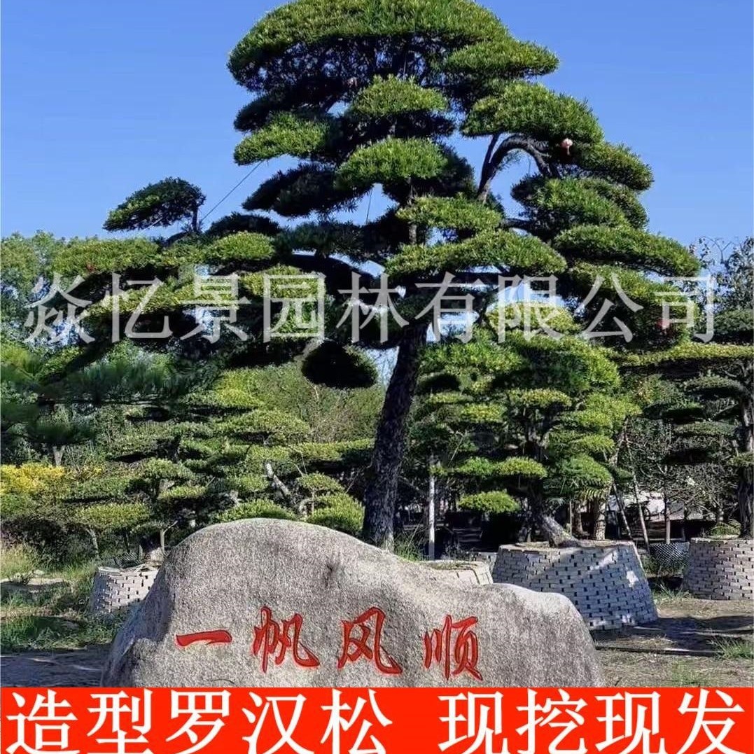 造型罗汉松树苗园林工程绿化植物迎客松庭院松树苗造型松