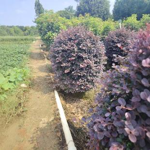 Red Following Wood Ball Manufacturers Planting Base Wholesale Saplings Green Plants Community Green Belt Planting