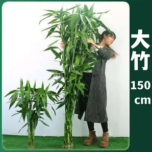 1.5�׎������F��ˮ��ֲ��ˮ�B�͏d�аlؔ�����ӾGֲ���Ի����҃�