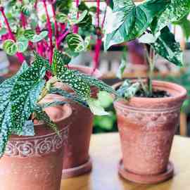 ✅手工复古花盆红陶盆粗陶帝罗马陶盆透气绿植盆秋海棠花盆户外庭