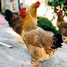 湖北正宗粮食喂养高品质土鸡优质鄂产成品芦花鸡特大青脚
