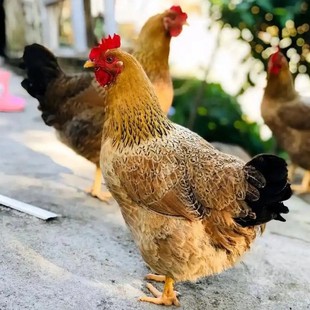 �������ڼZʳι�B��Ʒ�|���u���|���a��Ʒ�J���u�ش����_