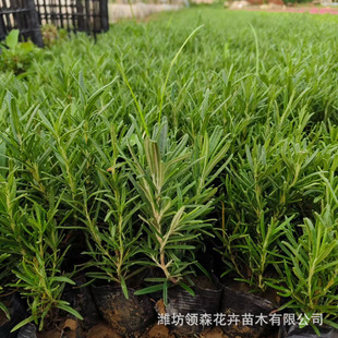 High-Quality Supply of Rosemary Potted Plants, Easy-To-Live Rosemary Seedlings for Courtyard Balconies, Mosquito Repellent Grass Flowers, Mint Scented Plants