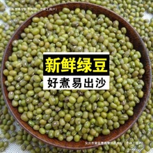 新货农家鲜绿豆 正宗大颗粒批发绿豆面粉糕饼粥汤解暑新鲜生豆芽