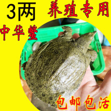 【运到包活】1两2两3两4两5两鲜活小甲鱼苗活体鲜活养殖小中华鳖