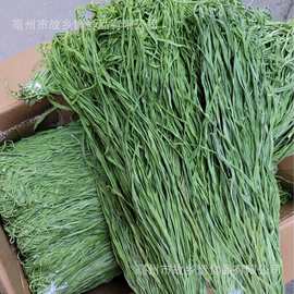 工厂商用火锅批发义门贡菜干 脱水蔬菜新鲜无叶苔菜响菜干