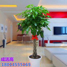 ���l�lؔ������С���ȿ͏d�k�����ļ��������_�I��ؔ�l�Ř�Gֲ