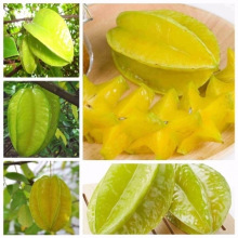 杨桃新鲜水果当季水果洋桃精选热带水果孕妇非红龙杨桃黄桃食用