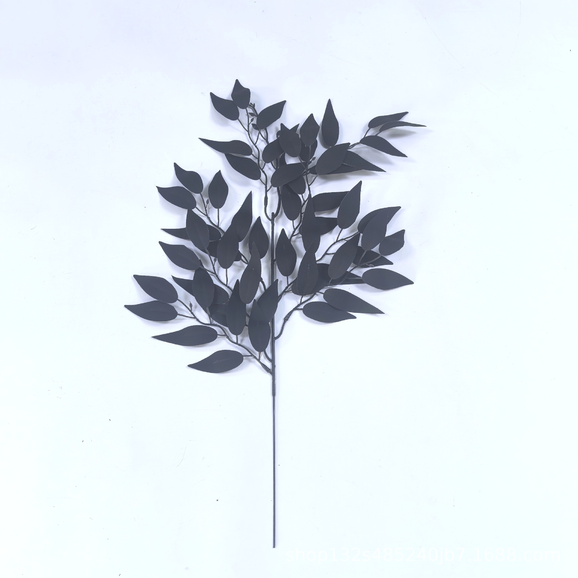 Elaeagnus angustifolia 잎 단일 가지 - 검정색