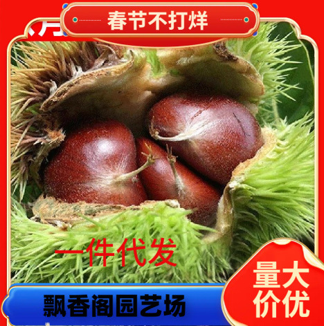 九家板栗苗树嫁接栗子苗良种锥栗苗南北方种植大红袍板地栽果树苗