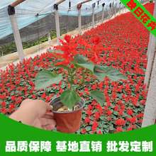 一串红花苗盆栽苗圃基地大量现时令花卉租摆大小盆营养钵草花基地