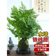 铁线蕨盆栽苔藓球水培蕨类植物室内茶桌禅意绿植好养四季常绿盆景