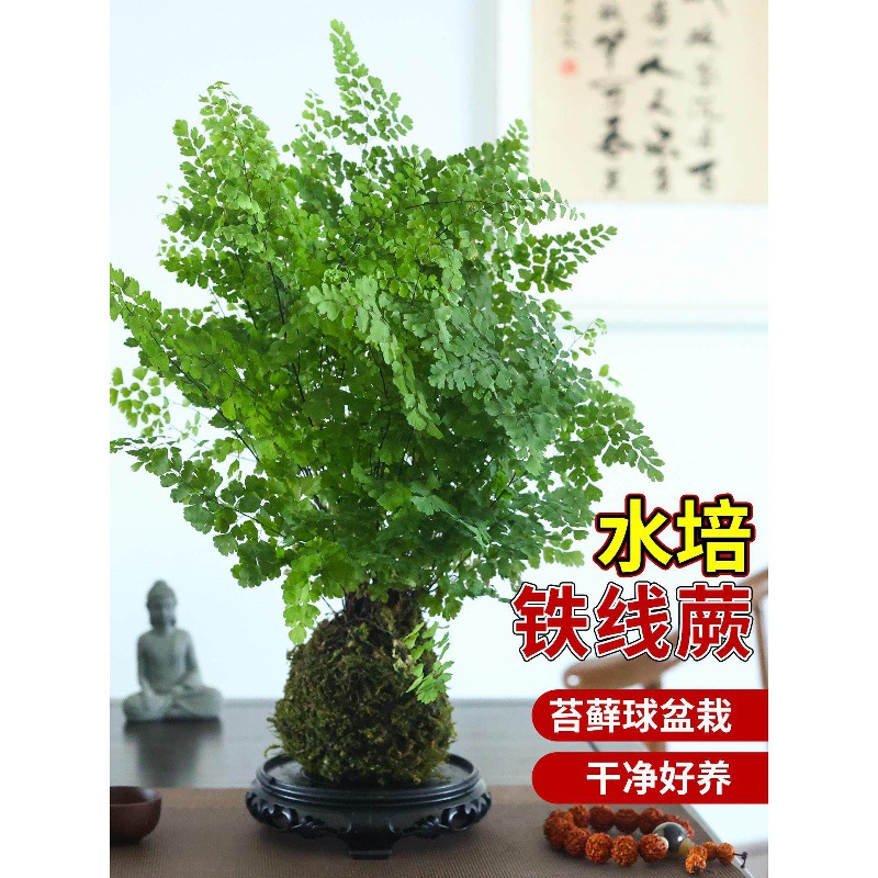 铁线蕨盆栽苔藓球水培蕨类植物室内茶桌禅意绿植好养四季常绿盆景