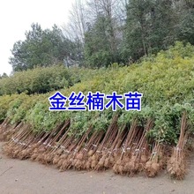 ��z�ľС���}�ϴ����z�ľС�~����ľ�㽭骘�2cm�Gֲ����
