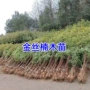 浙江金丝楠树楠木树苗