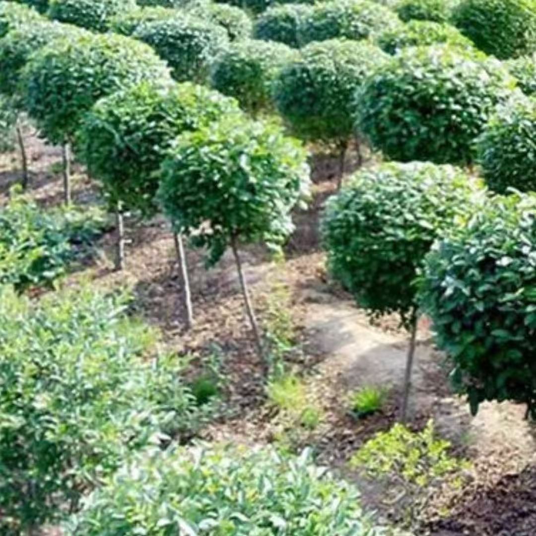 别墅棒棒糖亮晶小叶女贞绿化庭院风景楼顶女贞花池四季常青高杆