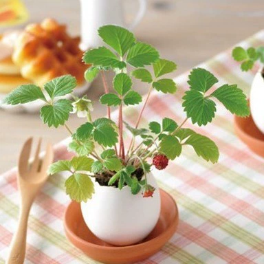 Счастливое яйцо Зеленое растение Горшечное растение Новинка Зеленый подарок Трава Счастливое яйцо Моделирование яичной скорлупы Маленькое растение в горшке оптом