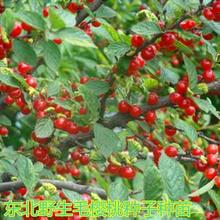 ë������N�Ӗ|��ɽ���خaɽ���ҷN��ͥԺ���Ե��d�Nֲ�^�p�׻��