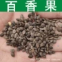 盆栽跨境植物西番莲种子