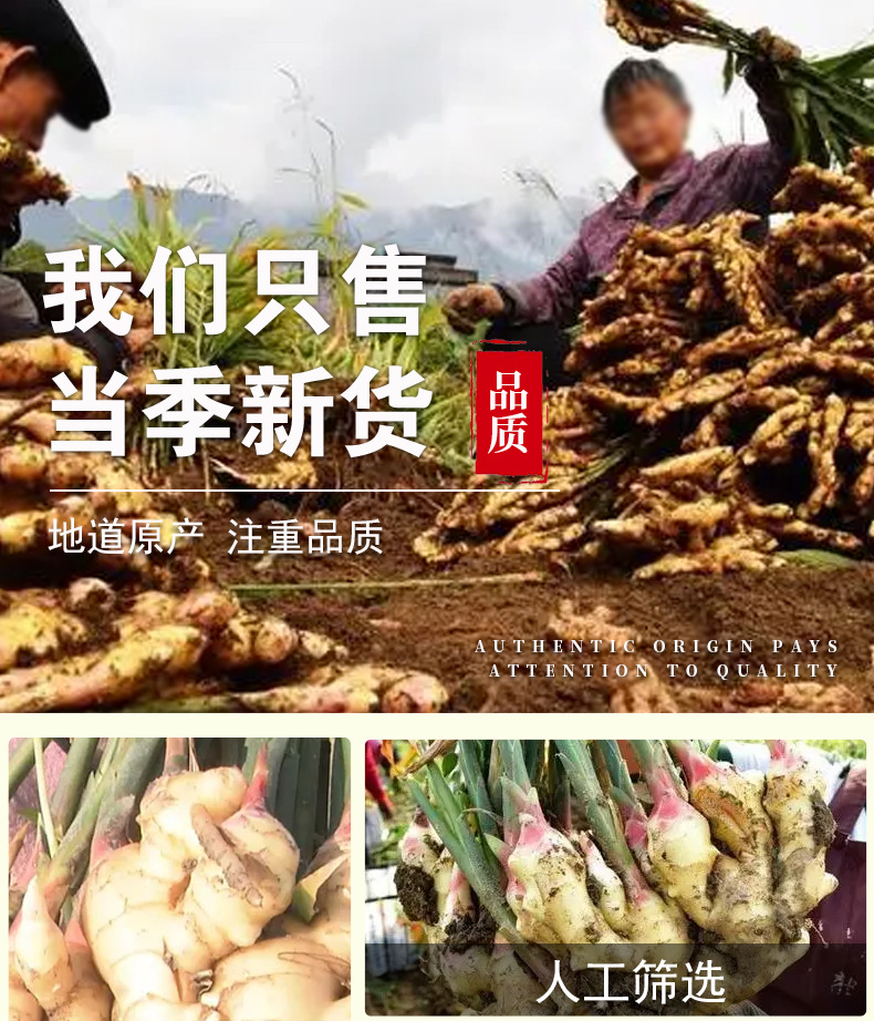 Xiao Huang Jiang Powder (Zingiber officinale) — Dried Ginger Root Powder, 500g specifications