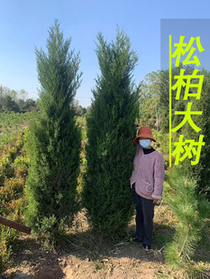 �ɰؘ������ؘ�����u�A���ɘ䌚���ɴ��������h�ʘ����ļ�����