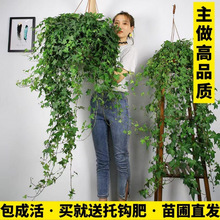 Lk҃ȑҒڵmļLپGֲֲ