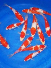 �\�����~��ˮ�^�p�~��ȸ����Ѻͼt����ɫ�׽��S��p���׌����P