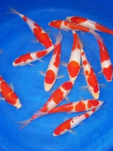 �\�����~��ˮ�^�p�~��ȸ����Ѻͼt����ɫ�׽��S��p���׌����P