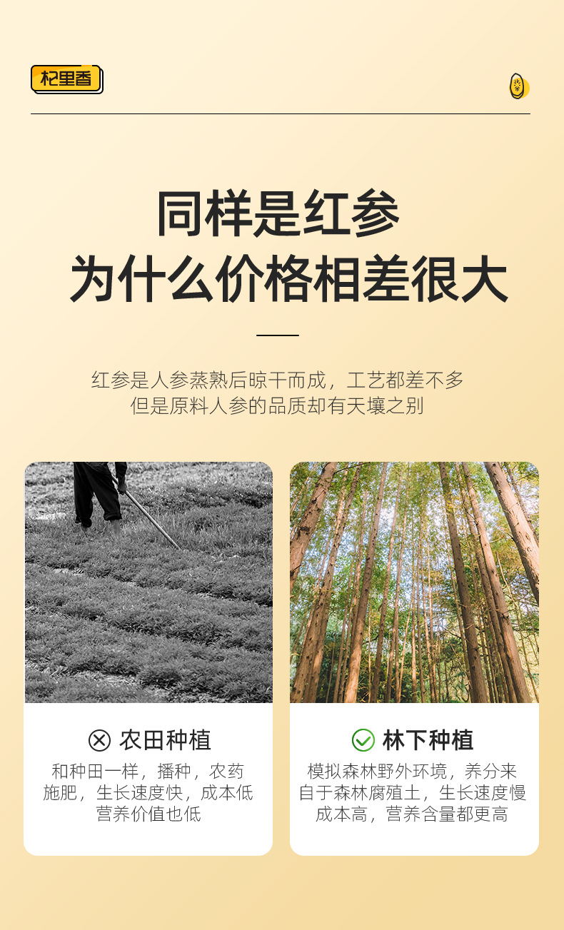 Red Ginseng Root Slices 1.0cm 25g Bottle Changbai Mountain Korean Red Ginseng Slices for Cooking and Wine Infusion overview