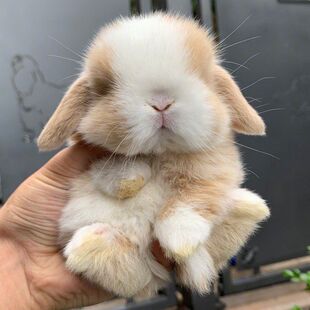 ���ӻ��w������؈؈��٪�����L��������豭�Ì����Ì������w���N