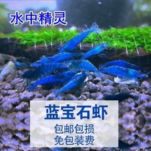 观赏虾小蓝色虾虾蓝色虾除藻虾鱼缸虾樱花虾黑壳虾宠物虾兰虾壹