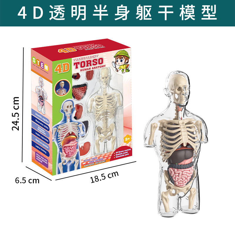 Série du corps humain [Modèle d'organe humain semi-corps transparent] TXX-021