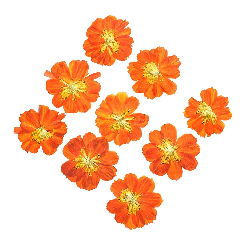 Сушеные цветы хризантемы, прессованные цветы, набор для творчества, материалы для создания украшений из смолы, чехлов для телефонов, ароматических свечей, дизайна ногтей, фотосъемки, макияжа.