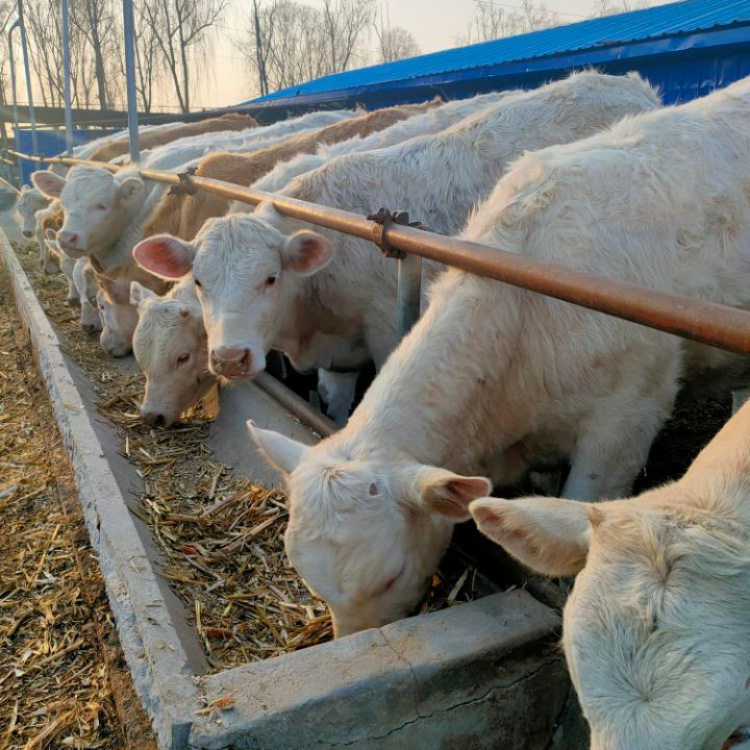 育肥肉牛 供应改良肉牛犊价格 利木赞牛 夏洛莱牛