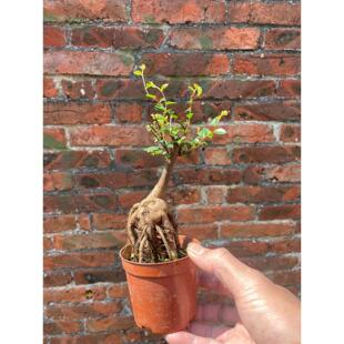 С�~�ܘ��辰���΢����ֲ���k���������辰