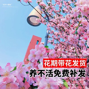 �Ҙ��L����ͥԺ�e�����ľ�^�p������G���������~���Ҙ����Ի���