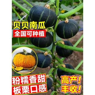 �Gؐؐ�ϹϷN�������ζС�ϹϷN���۱��������ڸ߮a�߲˷N�Ӵ�ȫ