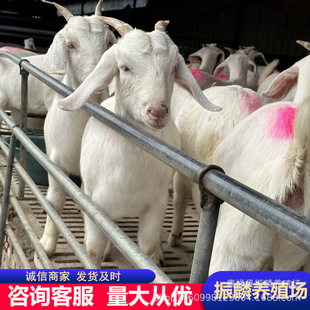 ɽ����ɽ�����һֻ ����ɽ������ ������ɽ���Ͻ�С�S��