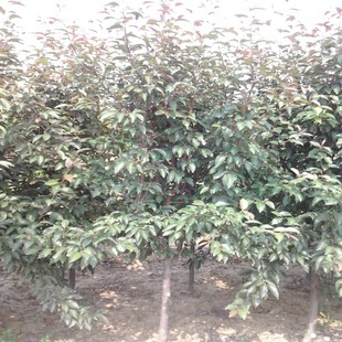 ̩��ֱ�N�k������2-15cm ���ֱ �ڷ��� ���΃��� �r�����