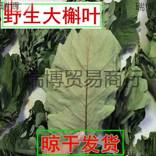 Fresh rice dumpling leaves picking zongzi leaves for Dragon Boat Festival mistletoe pineapple oak leaves glass leaves 50 Hu leaves wholesale