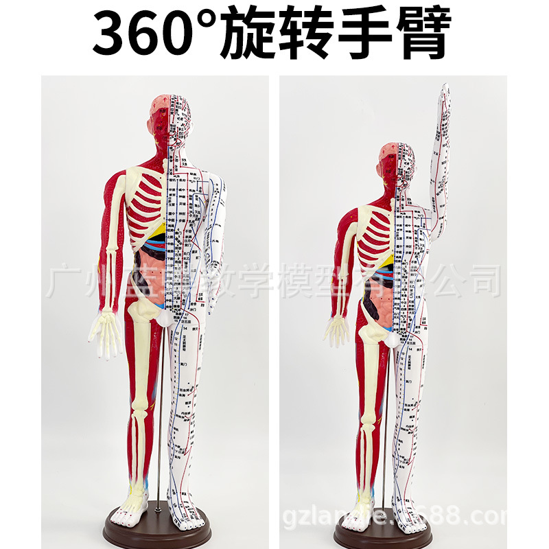 60cm��׼�������ģ�� ��ҽ�������Ѩλģ��ͼʮ�������ѧģ��