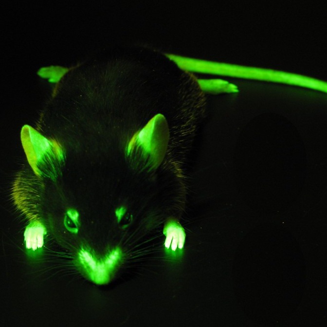 LUYOR-3415RG˫����ӫ�⵰�׼�����Դ�۲���ɫӫ��ͺ�ɫӫ�⵰��