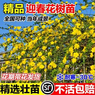 ӭ�������������B�N�Ϙ��辰�̨ͥԺ�����ļ����܈󴺻�ֲ��Gֲ