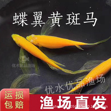 蝶翼黄斑马鱼长尾大帆长鳍活体观赏鱼皮实好养蝶翼鱼苗渔场批发