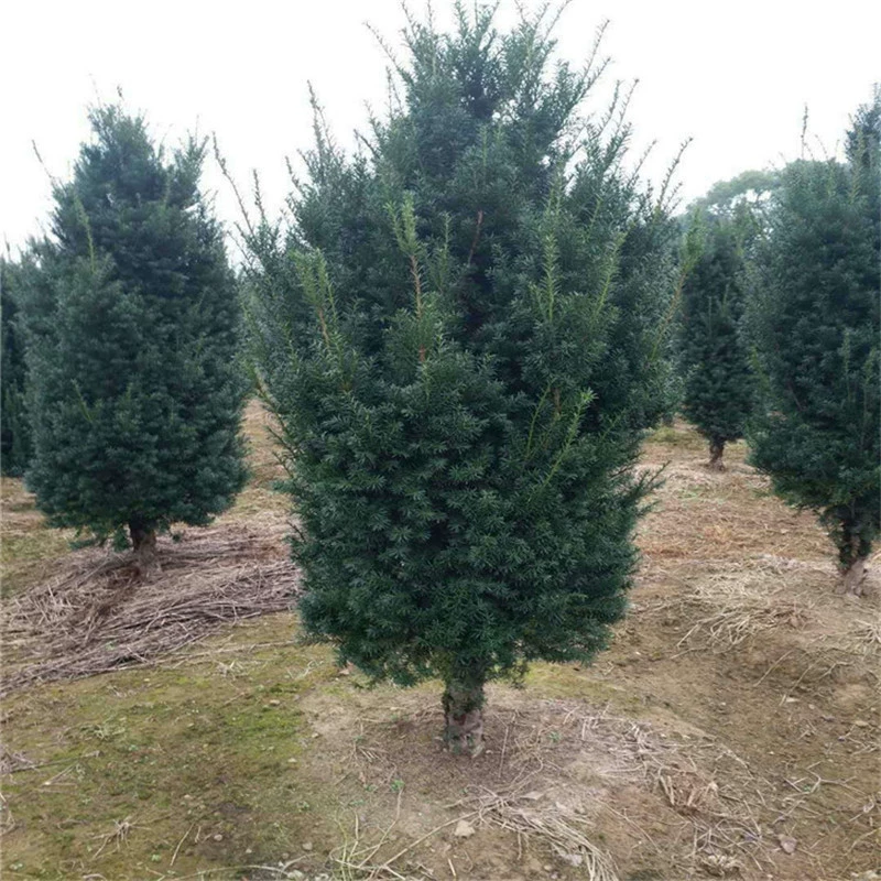 База оптовой продажи саженцев Taxus chinensis экономических саженцев облесения Китайская фитотерапия Вилла двор Зеленые Растения горшечные саженцы